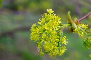delicate yellow spring flowers for international women's day, background for postcard