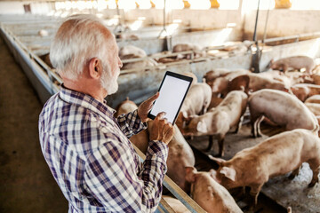 Senior farmer using a tablet in the barn.