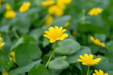 delicate yellow spring flowers for international women's day, background for postcard