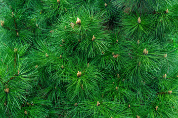 Pine branches