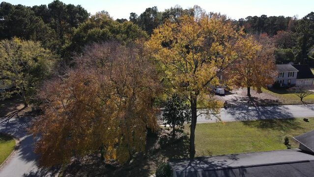 Gorgeous aerial view of rise up of pretty fall tree front of house