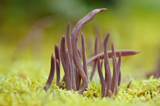 Purple fairy club mushrooms close up in moss