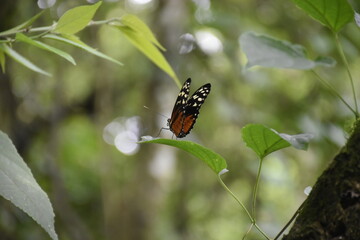 Fototapeta na wymiar Orange and brown butterfly on a leaf