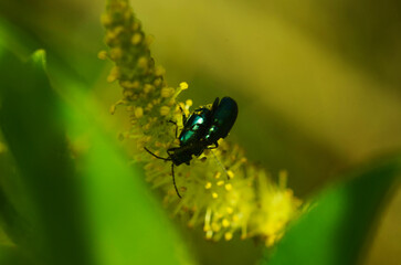 Closeup on the Alder leaf beetle , Agelastica alni, outdoors, sitting on a leaf of it's hostplant Alnus glutinosa