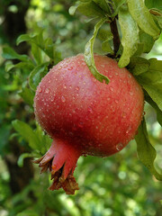 A single, red, robust, mature, ripe pomegranate fruit  hangs from a tree during harvest season in an orchard.