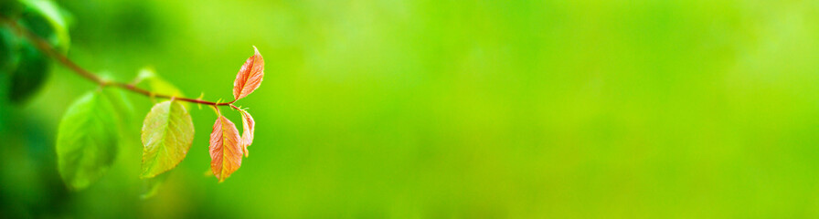 Banner close up of blurred summer green and red leafs on the branch on the left with blurred background Nature concept with copy space.