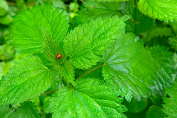Ladybug on leaf