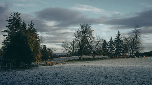 Field and sheep at sunrise