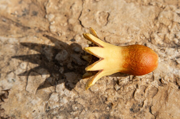 A single, immature pomegranate bud with outstretched crown lies on the ground after falling from a tree. 