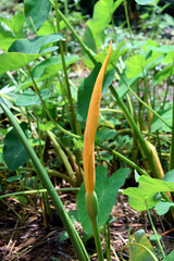 Yellow Taro flower in nature. Abstract environment in nature.  