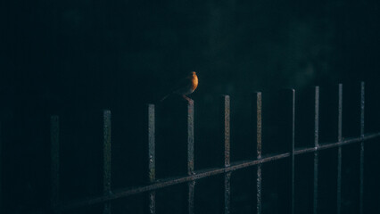 Robin on a fence at sunset