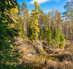 Autumn landscape with trees, grass and blue sky