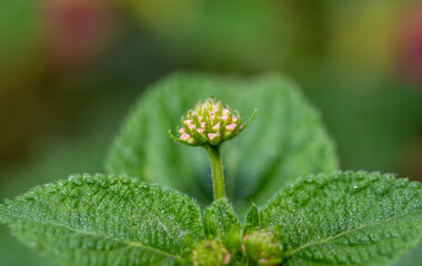 close up of a flower