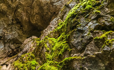 Moss on the rocks of a cave in the forest in autumn