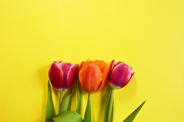pink and orange tulips on a yellow background