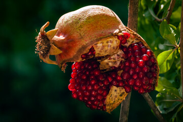 A red, mature, ripe pomegranate fruit split open with juicy seeds exposed hand hanging from a...