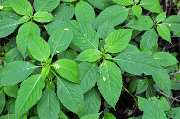Impatiens parviflora grows in the wild