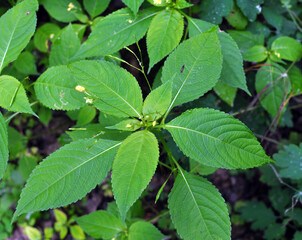 Impatiens parviflora grows in the wild