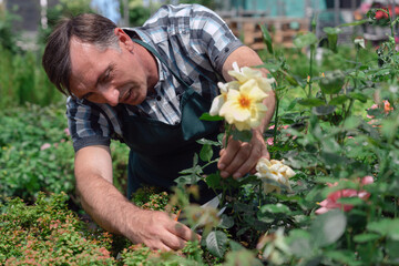 Man gardener taking care of roses in garden center