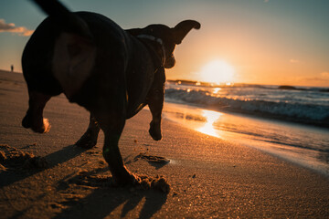 Miniature dachshund playing ball on a sunrise beach