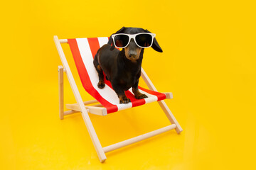 Portrait dog summer. dachshund puppy going on vacations on beach chair. Isolated on yellow...