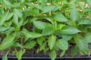 Growing seedlings of sweet pepper in cassettes