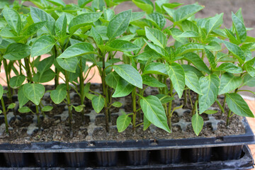 Growing seedlings of sweet pepper in cassettes