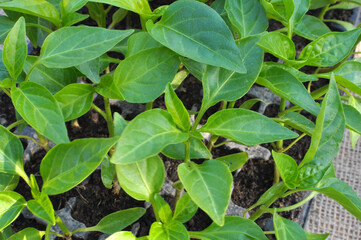 Growing seedlings of sweet pepper in cassettes