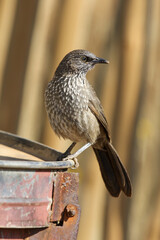 Young Arrow-marked Babbler, Pilanesberg National Park