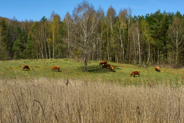 Stado krów pasie się na świeżej wiosennej łące pełnej pachnącej trawy. Błękitne niebo, zielone brzozy. Krajobraz wiejski. - obrazy, fototapety, plakaty