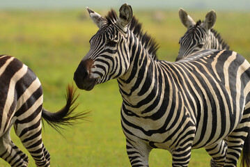 Fototapeta na wymiar Running zebras