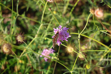 Painted lady butterfly and wildflowers in the meadow. Selective focus.