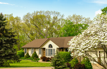 View of Midwestern ranch style house in residential neighborhood on sunny spring day ; blooming white dogwood tree on foreground - obrazy, fototapety, plakaty