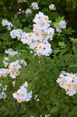An amazing closeup shot of a beautiful Multiflora rose