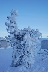 gefrorener Baum bei Minusgraden im Winter bei Levi in Finnland