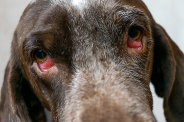 perro con enfermedad en los ojos, irritación, conjuntivitis y parpados descolgados ,primer plano...