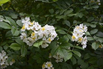An amazing closeup shot of a beautiful Multiflora rose