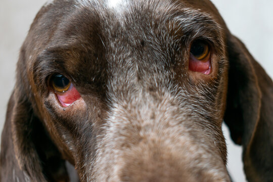 perro con enfermedad en los ojos, irritaci&oacute;n, conjuntivitis y parpados descolgados ,primer plano de los ojos .