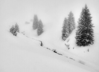 snow covered pine tree