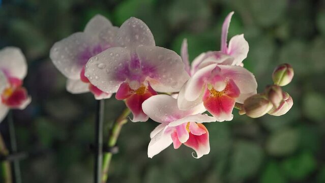 Phalaenopsis orchid. Orchid flower in dew. close-up .green background.