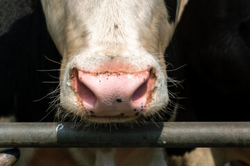 Cows on the farm. Poor conditions for keeping cattle. Cow's muzzle close-up behind the fence....