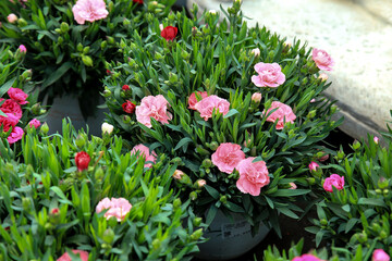 Dianthus Caryophyllus plants in the garden