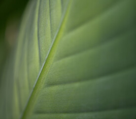 green leaf background