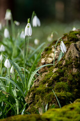 White snowdrop flowers growing in a garden in Enfield in north London, UK. Photographed on a cold, sunny February day.
