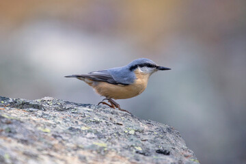 nuthatch