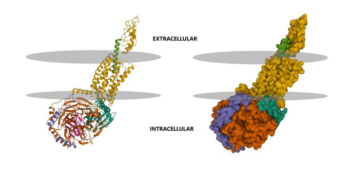 Human secretin (light green) receptor (light brown) Gs complex with a putative membrane shown. 3D cartoon and Gaussian surface models, chain entity color scheme, PDB 6wi9, white background
