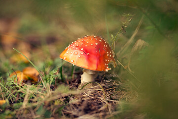 fly agaric mushroom