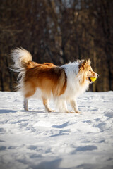 Fototapeta na wymiar Red fluffy dog in the winter park.