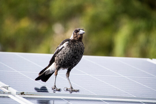 Young Australian Magpie on a solar panel
