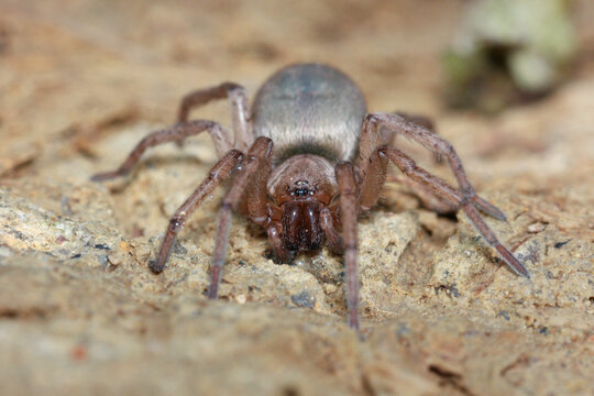 Drassodes is a genus of ground spiders